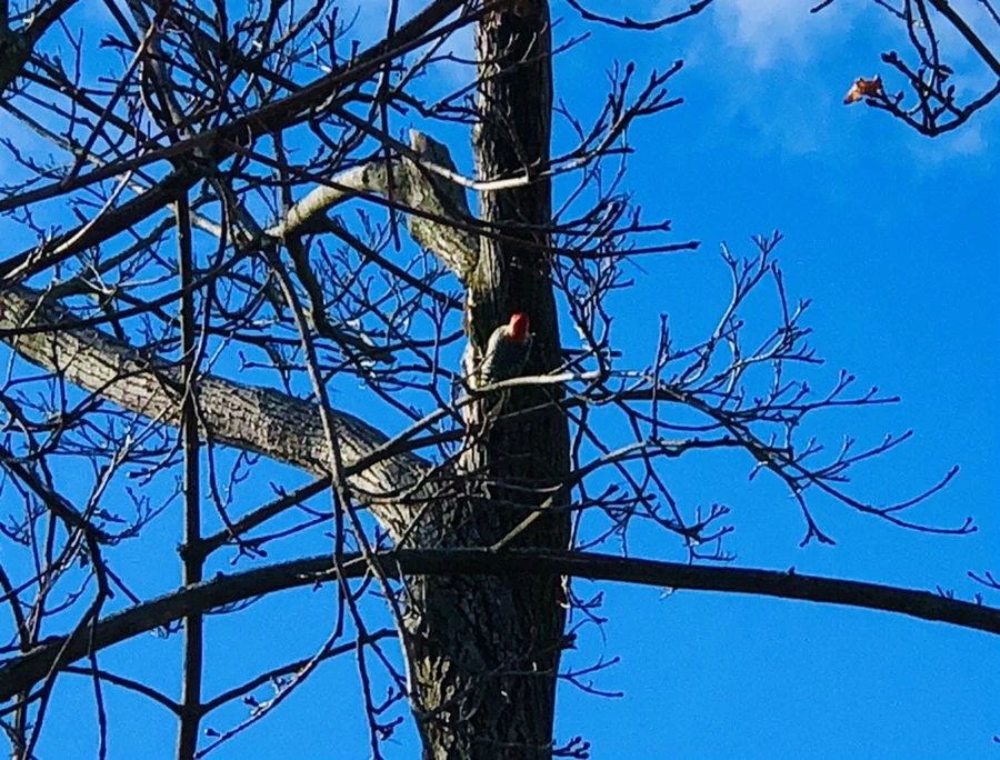 IMG_5193.jpg?type=w966