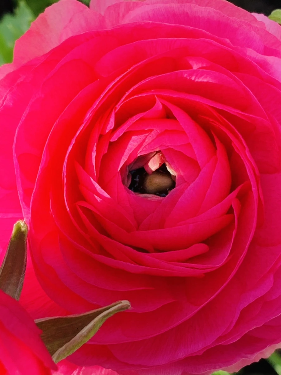 IMG_1059.jpg?type=w966