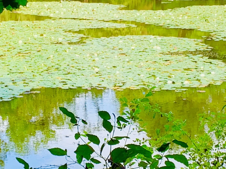 IMG_9297.jpg?type=w966