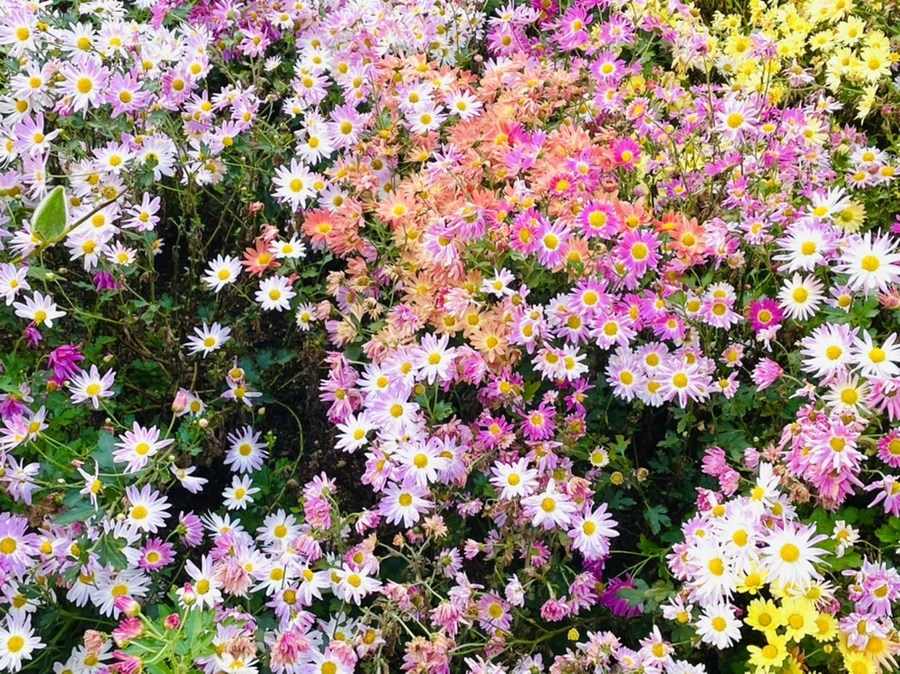 IMG_1243.jpg?type=w966