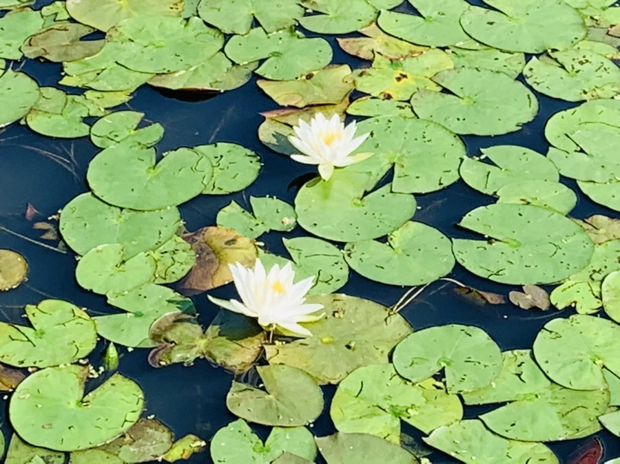 IMG_1130.jpg?type=w966