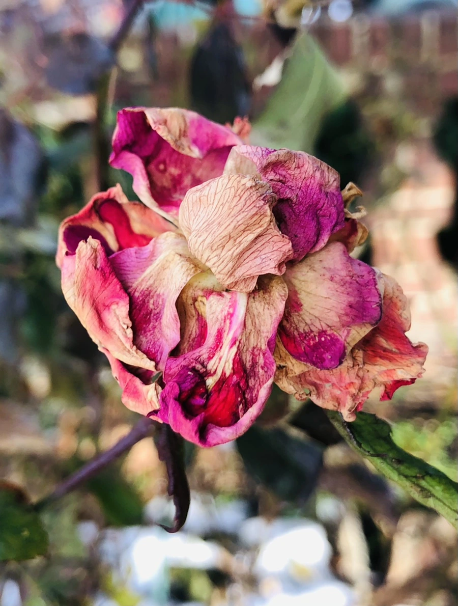 IMG_7721.jpg?type=w966