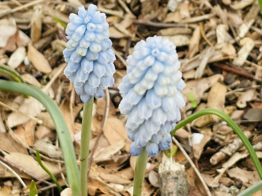 IMG_1307.jpg?type=w966