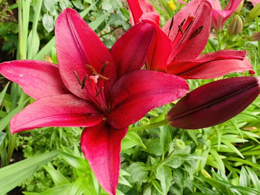 IMG_7284.jpg?type=w966