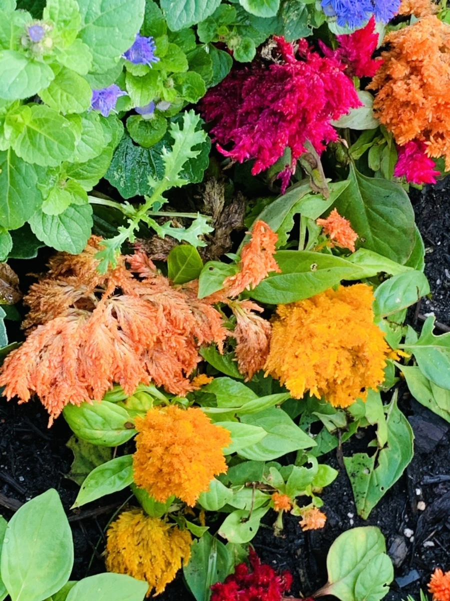 IMG_7314.jpg?type=w966