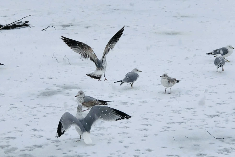 IMG_4199.jpg?type=w966