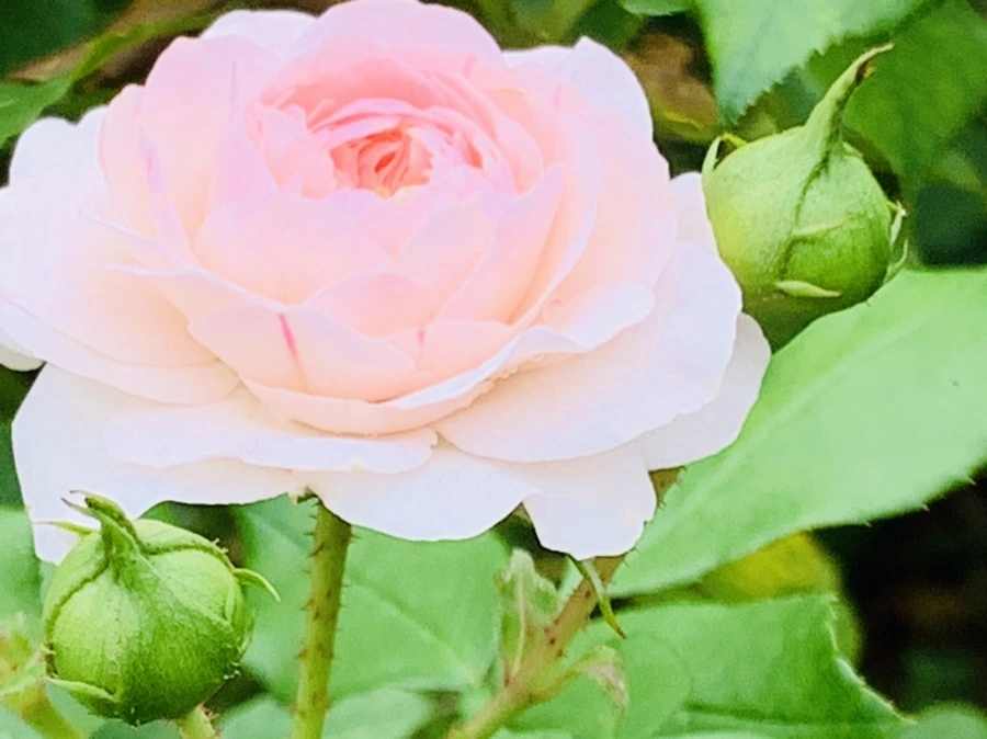 IMG_6275.jpg?type=w966