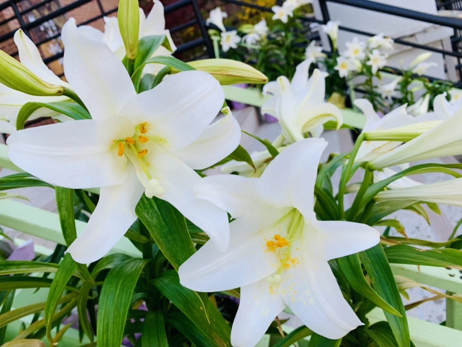 IMG_4954.jpg?type=w966