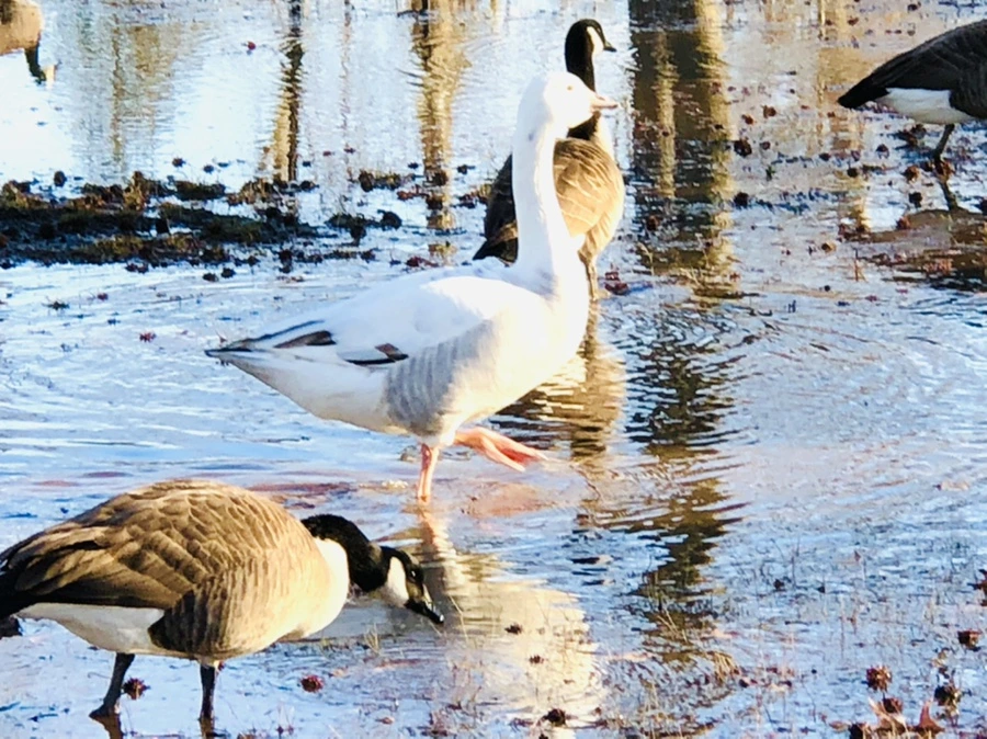 IMG_9298.jpg?type=w966