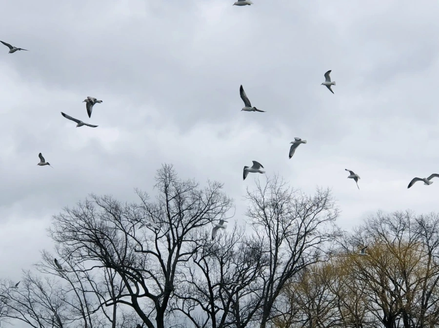 IMG_6479.jpg?type=w966