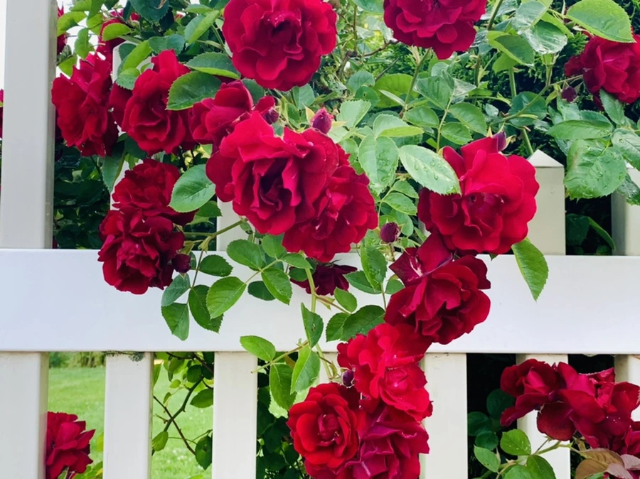 IMG_7840.jpg?type=w966