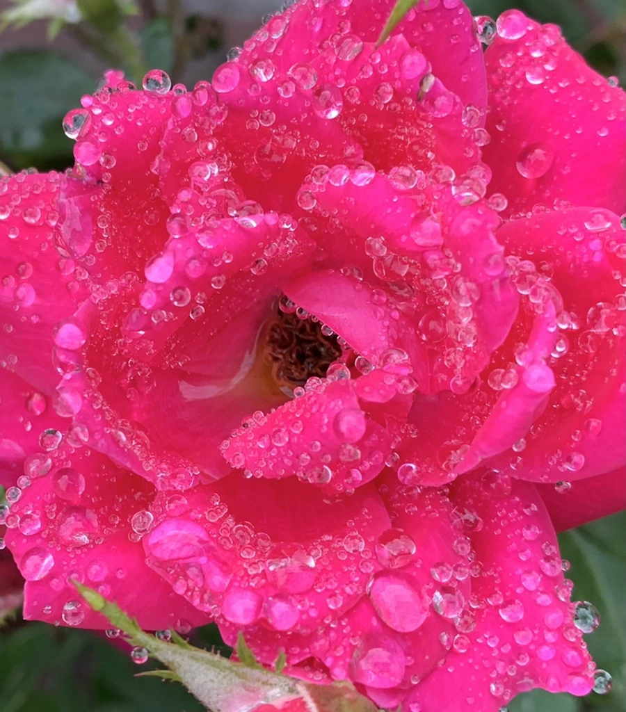 IMG_2652.jpg?type=w966