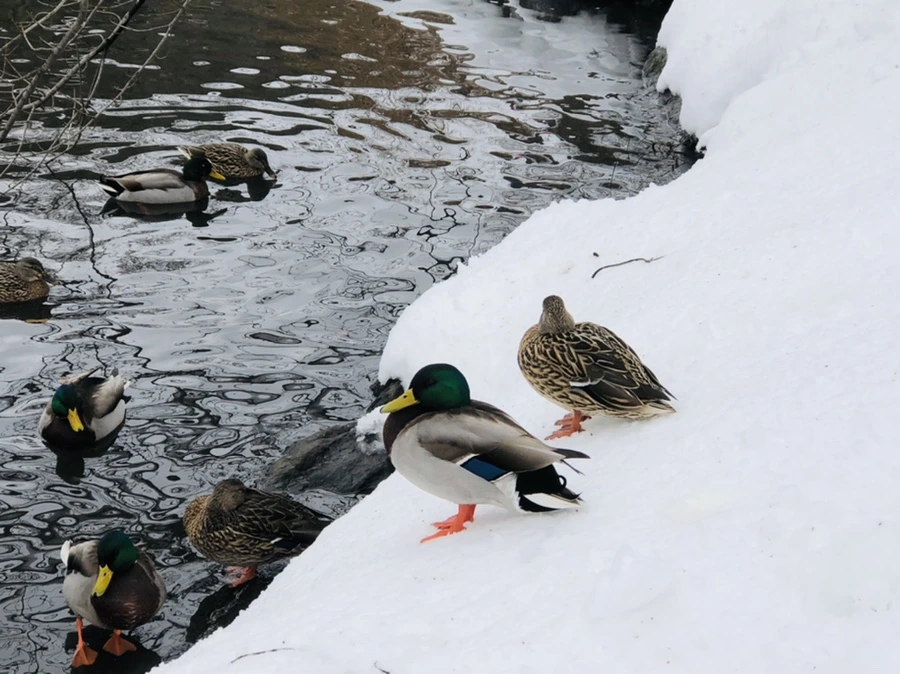 IMG_9178.jpg?type=w966