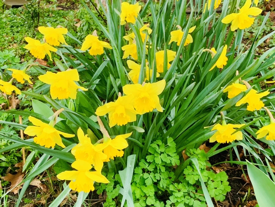 IMG_6204.jpg?type=w966