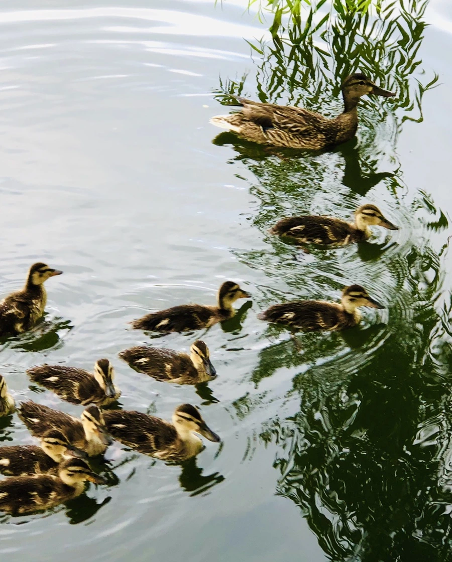 IMG_3118.jpg?type=w966