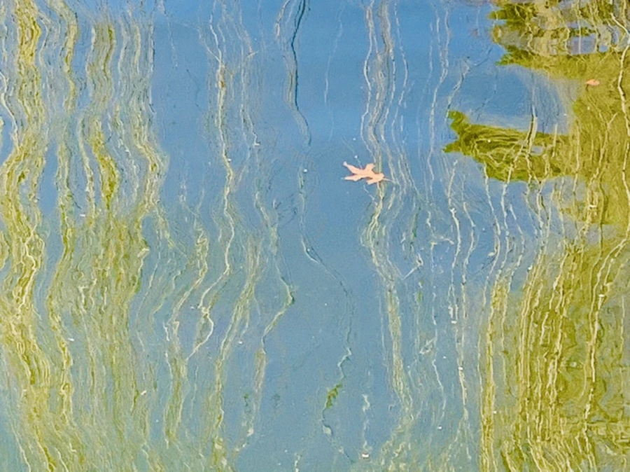 IMG_0585.jpg?type=w966