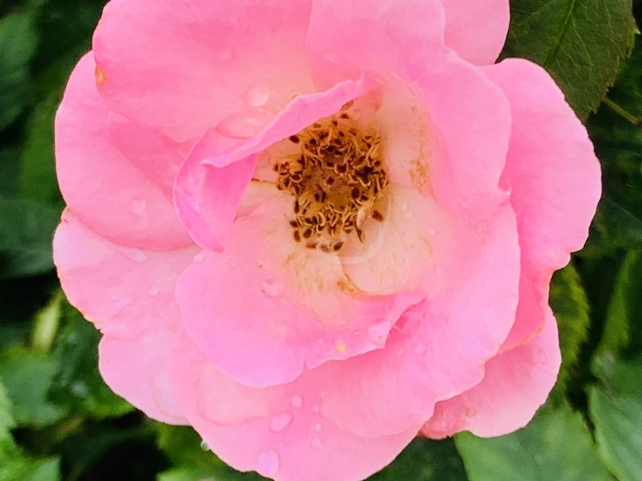 IMG_1114.jpg?type=w966