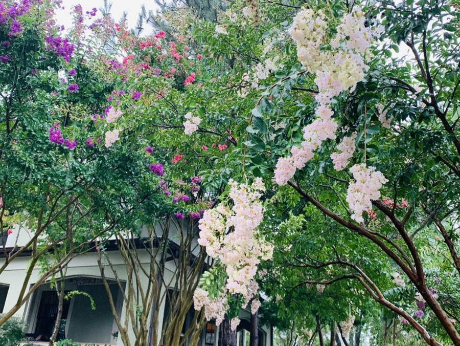 IMG_3787.jpg?type=w966