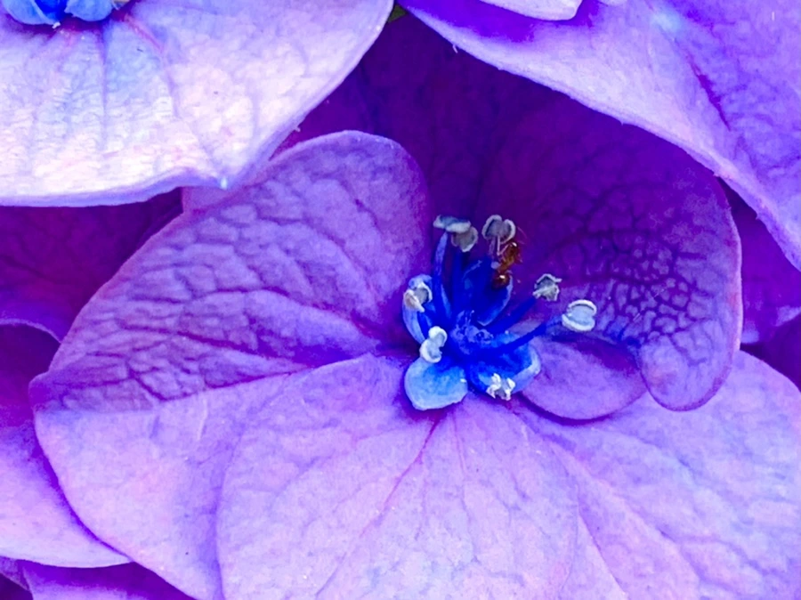 IMG_8770.jpg?type=w966