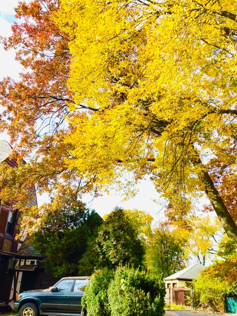 IMG_2254.jpg?type=w966