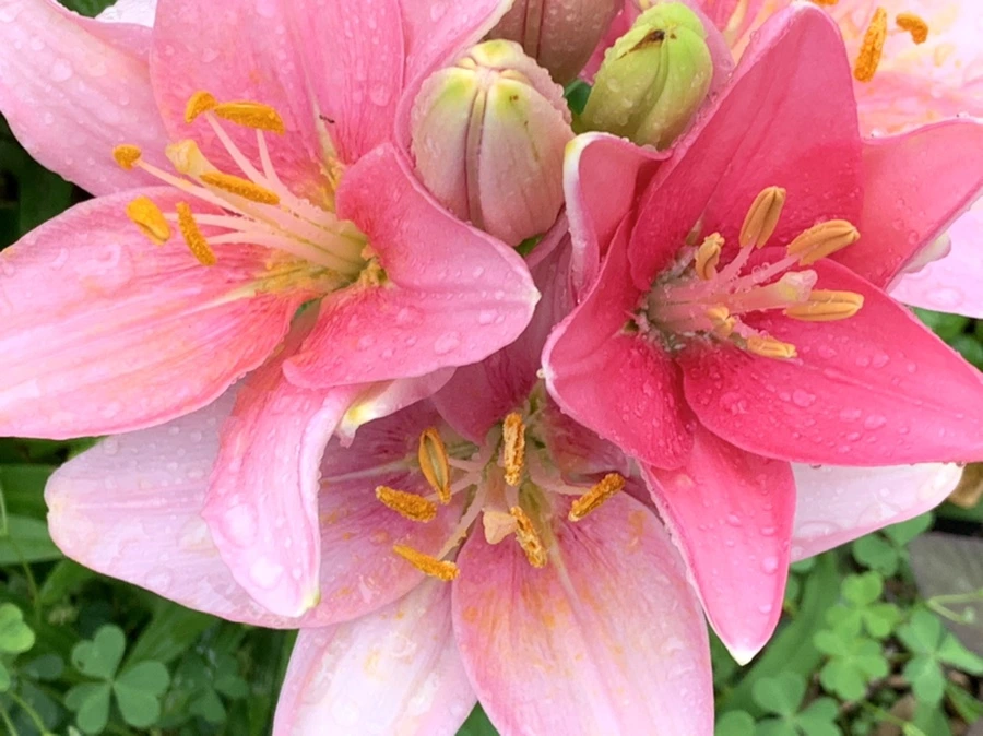 IMG_3537.jpg?type=w966