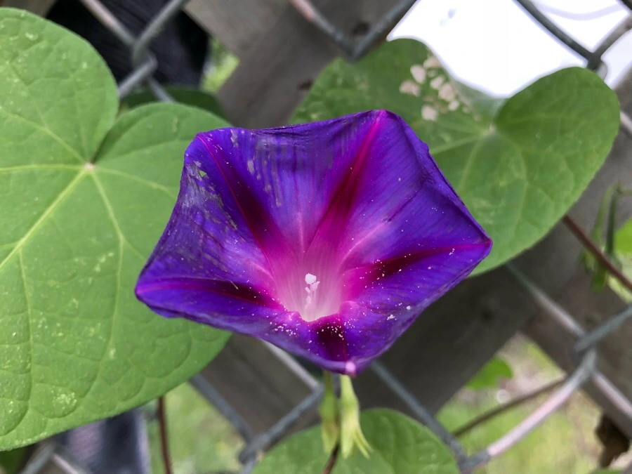 IMG_6359.jpg?type=w966