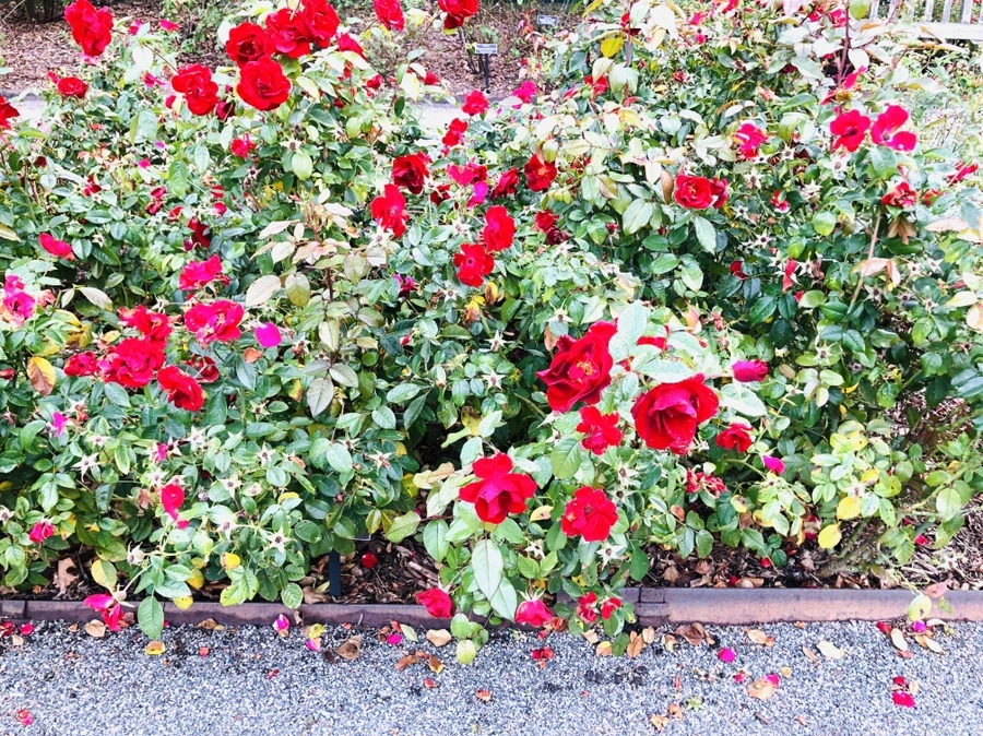 IMG_2242.jpg?type=w966