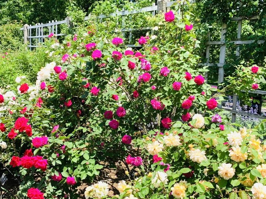 IMG_6802.jpg?type=w966