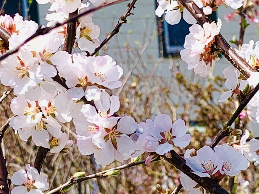 IMG_8040.jpg?type=w966