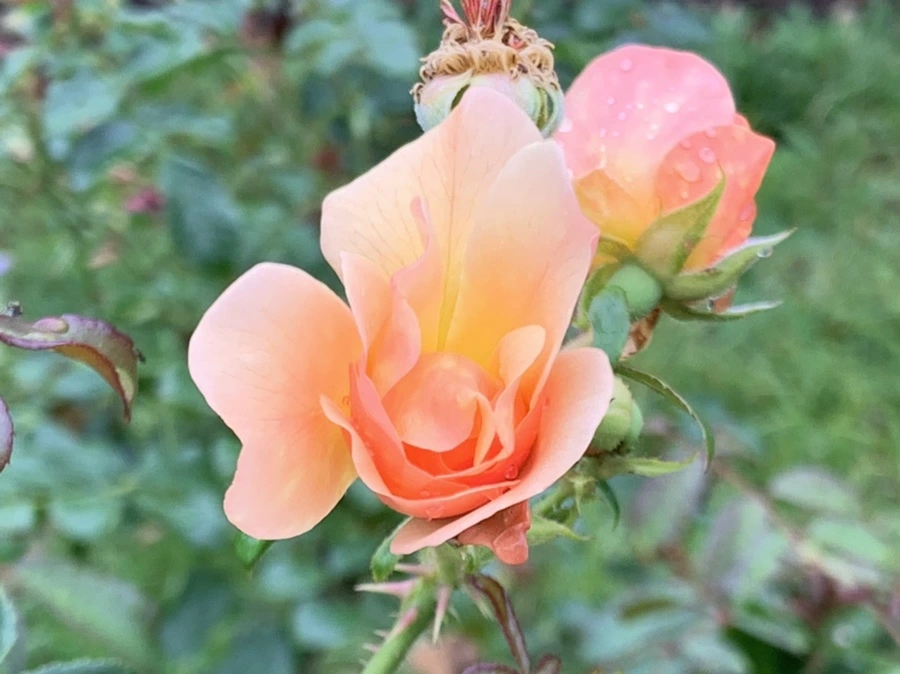 IMG_0934.jpg?type=w966