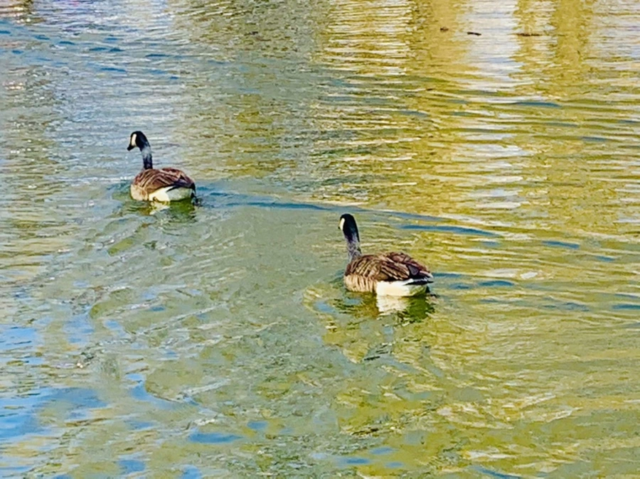 IMG_9838.jpg?type=w966