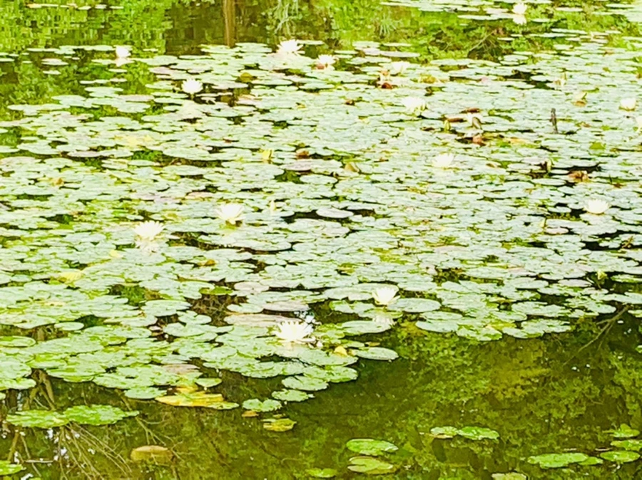 IMG_4440.jpg?type=w966