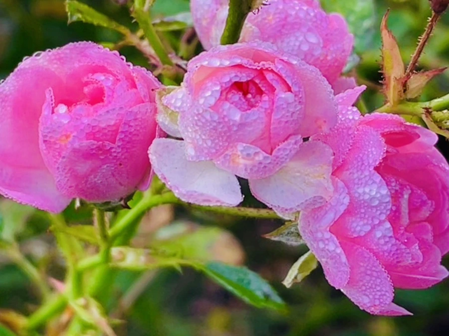 IMG_0969.jpg?type=w966