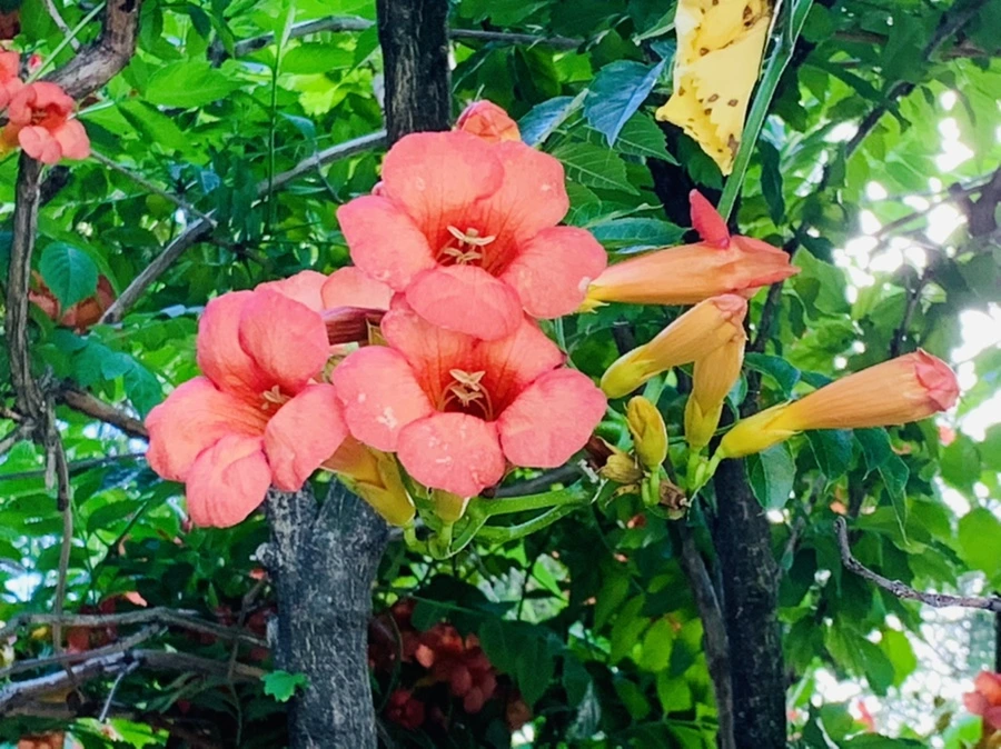 IMG_8695.jpg?type=w966