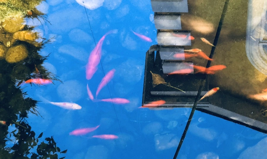 IMG_8499.jpg?type=w966