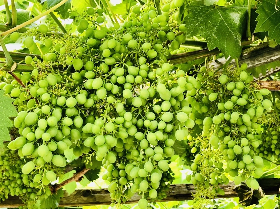 IMG_1145.jpg?type=w966