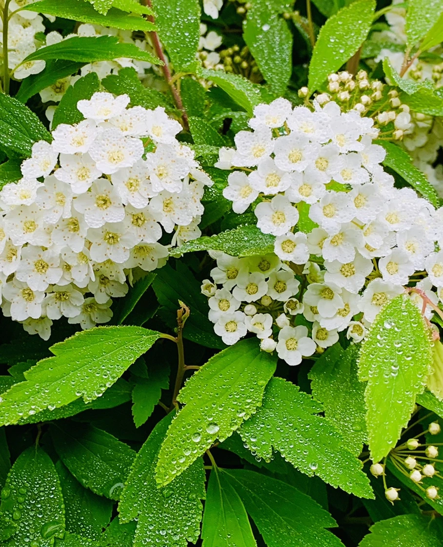 IMG_9729.jpg?type=w966