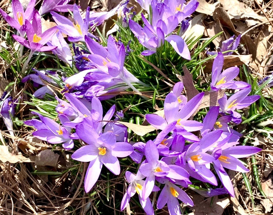 IMG_1250.jpg?type=w966