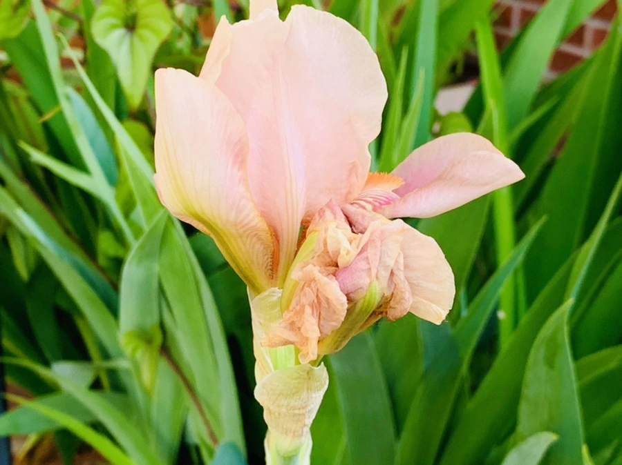 IMG_3470.jpg?type=w966