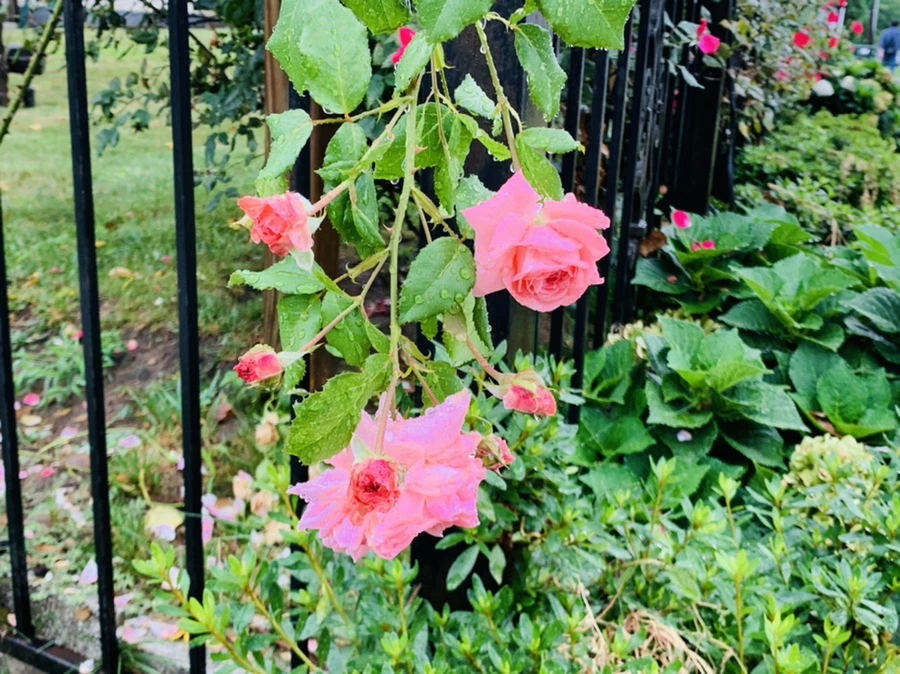 IMG_3746.jpg?type=w966