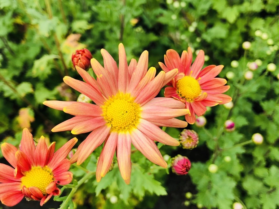 IMG_1818.jpg?type=w966