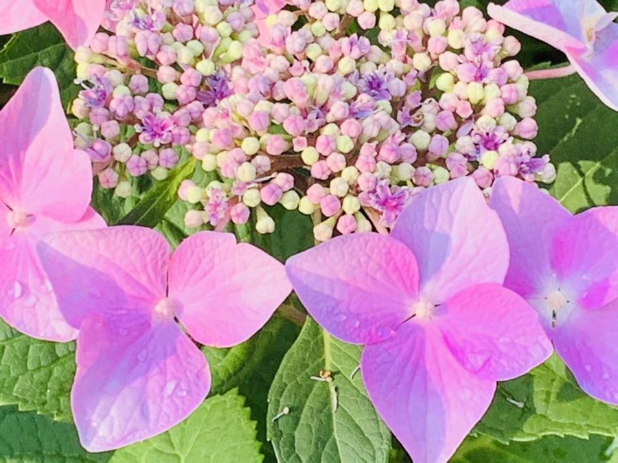 IMG_6059.jpg?type=w966