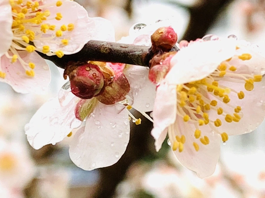 IMG_1954.jpg?type=w966