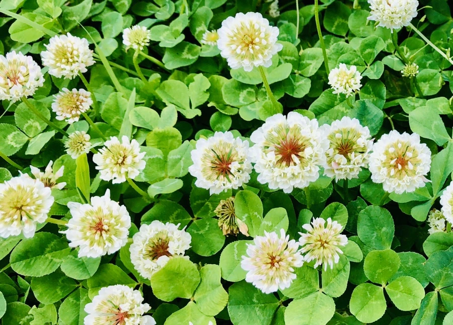 IMG_7951.jpg?type=w966