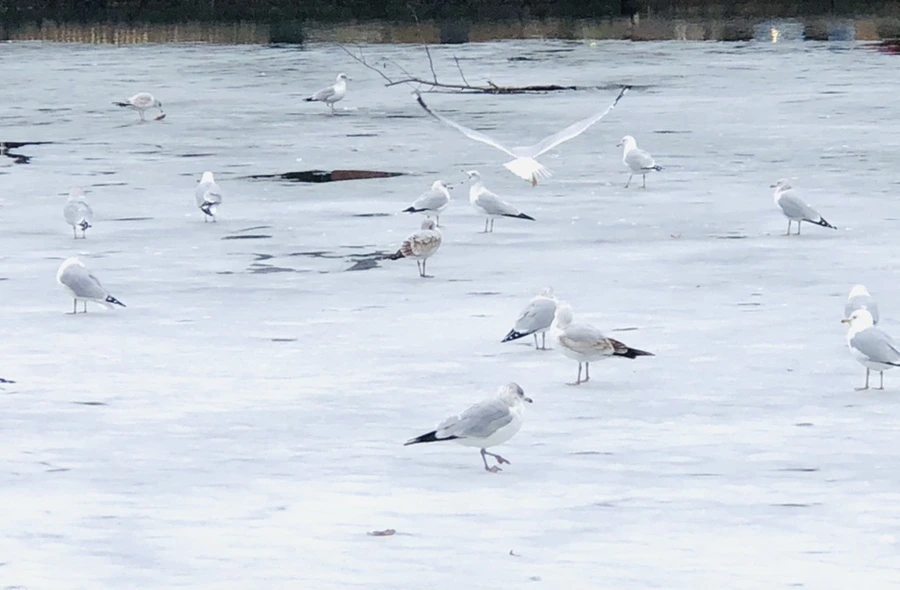 IMG_6333.jpg?type=w966