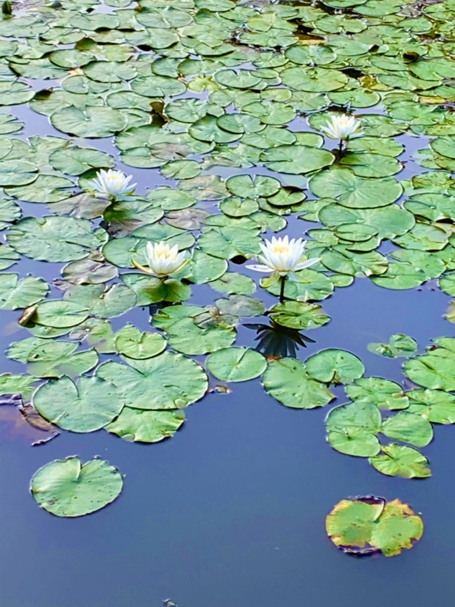 IMG_1079.jpg?type=w966