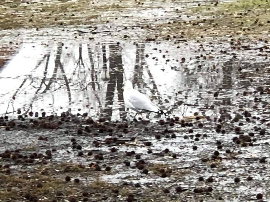 IMG_5713.jpg?type=w966