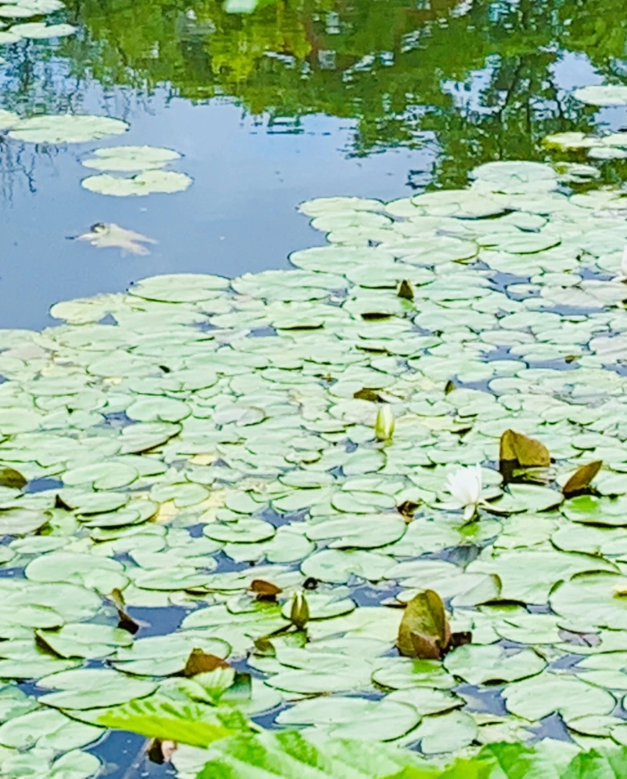 IMG_0767.jpg?type=w966