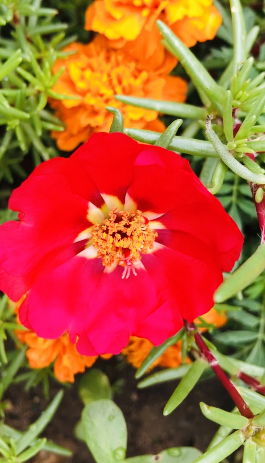 IMG_1274.jpg?type=w966