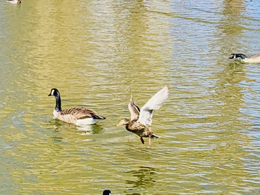 IMG_3070.jpg?type=w966